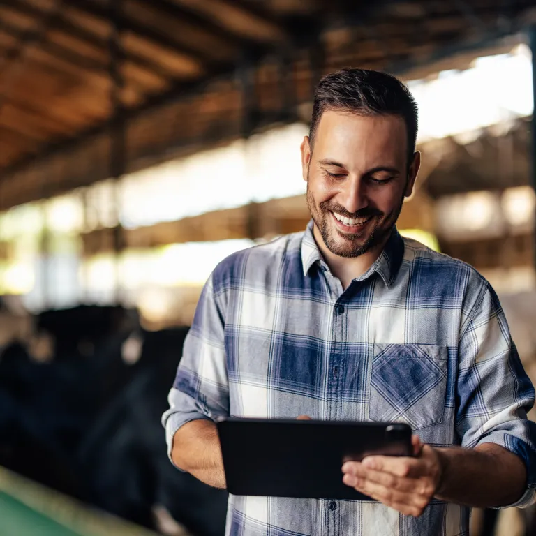 hombre mirando tablet con vacas detrás