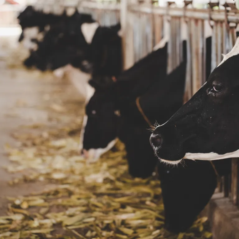 cabezas-vacas-holstein-blancas