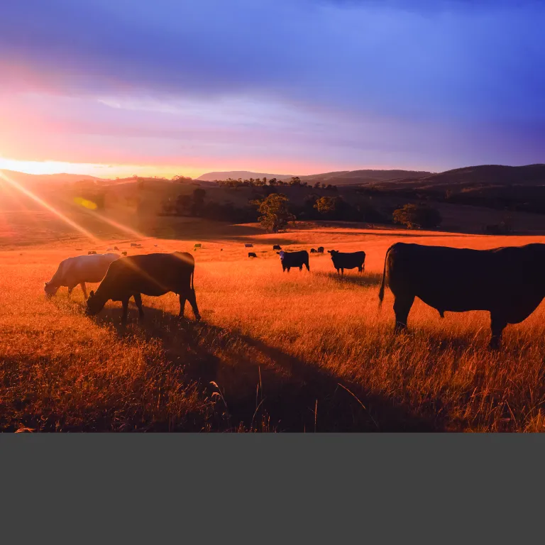 vacas en el campo con una puesta de sol de fondo