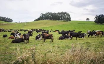 vacas en pasto